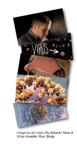 Imágenes del vídeo Flu Attack! How A Virus Invades Your Body